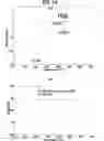 Fig. 25 - Forms of CDDO methyl ester