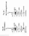 Fig. 04 - MITOCHONDRIAL LOCALIZATION OF MUC1