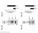 Fig. 12 - MITOCHONDRIAL LOCALIZATION OF MUC1