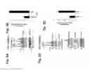 Fig. 13 - MITOCHONDRIAL LOCALIZATION OF MUC1
