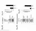 Fig. 14 - MITOCHONDRIAL LOCALIZATION OF MUC1