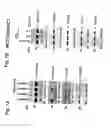 Fig. 18 - MITOCHONDRIAL LOCALIZATION OF MUC1