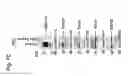 Fig. 19 - MITOCHONDRIAL LOCALIZATION OF MUC1