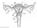 Fig. 01 - METHOD AND APPARATUS FOR CREATING INTRAUTERINE ADHESIONS