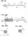 Fig. 21 - Distal protection devices having controllable wire motion