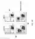 Fig. 22 - Hybrid light chain mice