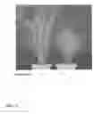 Fig. 02 - NOVEL GENE REGULATING TILLERING AND LEAF MORPHOLOGY IN PLANT AND UTILIZATION OF THE SAME