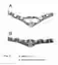 Fig. 03 - NOVEL GENE REGULATING TILLERING AND LEAF MORPHOLOGY IN PLANT AND UTILIZATION OF THE SAME