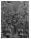 Fig. 01 - Alyogyne plant named 'Delightfully Double'