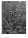 Fig. 02 - Alyogyne plant named 'Delightfully Double'