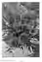 Fig. 03 - Alyogyne plant named 'Delightfully Double'