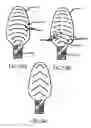 Fig. 32 - Oral care implement