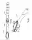 Fig. 51 - Oral care implement