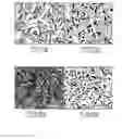 Fig. 08 - ELECTRODEPOSITED GOLD NANOSTRUCTURES