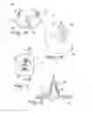 Fig. 07 - Piercing device, particularly for capsules for preparing beverages and the like