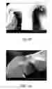 Fig. 14 - Processes for making crush recoverable polymer scaffolds