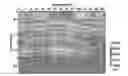 Fig. 01 - Hybrid method for full waveform inversion using simultaneous and sequential source method