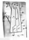Fig. 13 - THREADABLE TOWEL ASSEMBLY AND METHOD OF SECURING TOWELS AND THE LIKE THERETO