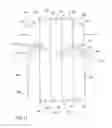 Fig. 10 - Canopy chair