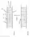 Fig. 03 - Assay methods using nicking endonucleases