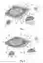 Fig. 02 - PIZZA PACKAGING