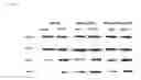 Fig. 09 - METHODS FOR TREATING CANCERS AND DISEASES ASSOCIATED WITH 4-1BB (CD137) EXPRESSION
