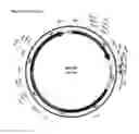 Fig. 09 - Protofibril selective antibodies and the use thereof