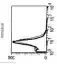 Fig. 11 - Mesothelin vaccines and model systems