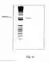 Fig. 14 - Mesothelin vaccines and model systems
