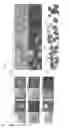 Fig. 06 - INDUCED PLURIPOTENT STEM CELL GENERATION USING TWO FACTORS AND P53 INACTIVATION