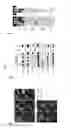 Fig. 07 - INDUCED PLURIPOTENT STEM CELL GENERATION USING TWO FACTORS AND P53 INACTIVATION
