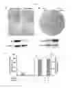 Fig. 11 - INDUCED PLURIPOTENT STEM CELL GENERATION USING TWO FACTORS AND P53 INACTIVATION