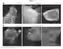 Fig. 12 - INDUCED PLURIPOTENT STEM CELL GENERATION USING TWO FACTORS AND P53 INACTIVATION