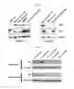 Fig. 14 - INDUCED PLURIPOTENT STEM CELL GENERATION USING TWO FACTORS AND P53 INACTIVATION