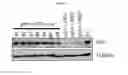 Fig. 18 - INDUCED PLURIPOTENT STEM CELL GENERATION USING TWO FACTORS AND P53 INACTIVATION