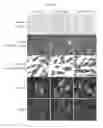 Fig. 21 - INDUCED PLURIPOTENT STEM CELL GENERATION USING TWO FACTORS AND P53 INACTIVATION