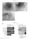 Fig. 24 - INDUCED PLURIPOTENT STEM CELL GENERATION USING TWO FACTORS AND P53 INACTIVATION