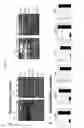 Fig. 30 - INDUCED PLURIPOTENT STEM CELL GENERATION USING TWO FACTORS AND P53 INACTIVATION