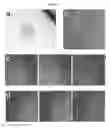 Fig. 32 - INDUCED PLURIPOTENT STEM CELL GENERATION USING TWO FACTORS AND P53 INACTIVATION