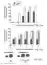 Fig. 12 - METHODS AND PHARMACEUTICAL COMPOSITIONS FOR HEALING WOUNDS
