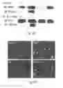 Fig. 16 - METHODS AND PHARMACEUTICAL COMPOSITIONS FOR HEALING WOUNDS