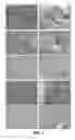 Fig. 04 - Surface modification of silk fibroin matrices with poly(ethylene glycol) useful as anti-adhesion barriers and anti-thrombotic materials