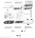 Fig. 10 - Surface modification of silk fibroin matrices with poly(ethylene glycol) useful as anti-adhesion barriers and anti-thrombotic materials