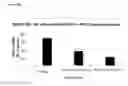 Fig. 11 - METHODS OF TREATING CANCERS WITH HER3 ANTISENSE OLIGONUCLEOTIDES