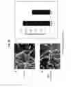 Fig. 47 - METHOD FOR INHIBITING NEURODEGENERATION