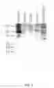 Fig. 06 - Host cell specific binding molecules capable of neutralizing viruses and uses thereof