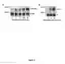 Fig. 04 - Modulation of kit signaling and hematopoietic cell development by IL-4 receptor modulation