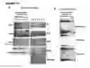 Fig. 25 - Antagonistic human LIGHT-specific human monoclonal antibodies