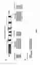 Fig. 02 - METHOD TO INHIBIT THE BIOLOGICAL ACTIVITY OF CALCINEURIN WITH SELECTIVE PEPTIDES