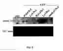 Fig. 04 - METHOD TO INHIBIT THE BIOLOGICAL ACTIVITY OF CALCINEURIN WITH SELECTIVE PEPTIDES